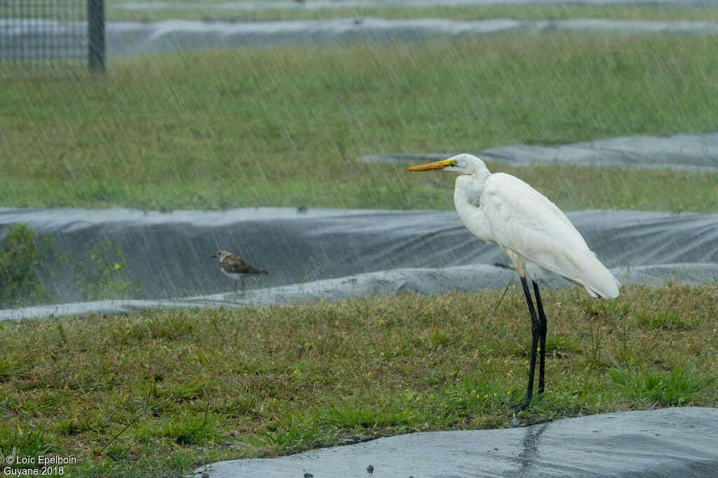 Grande Aigrette