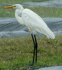 Grande Aigrette