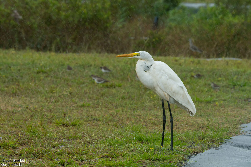 Grande Aigrette