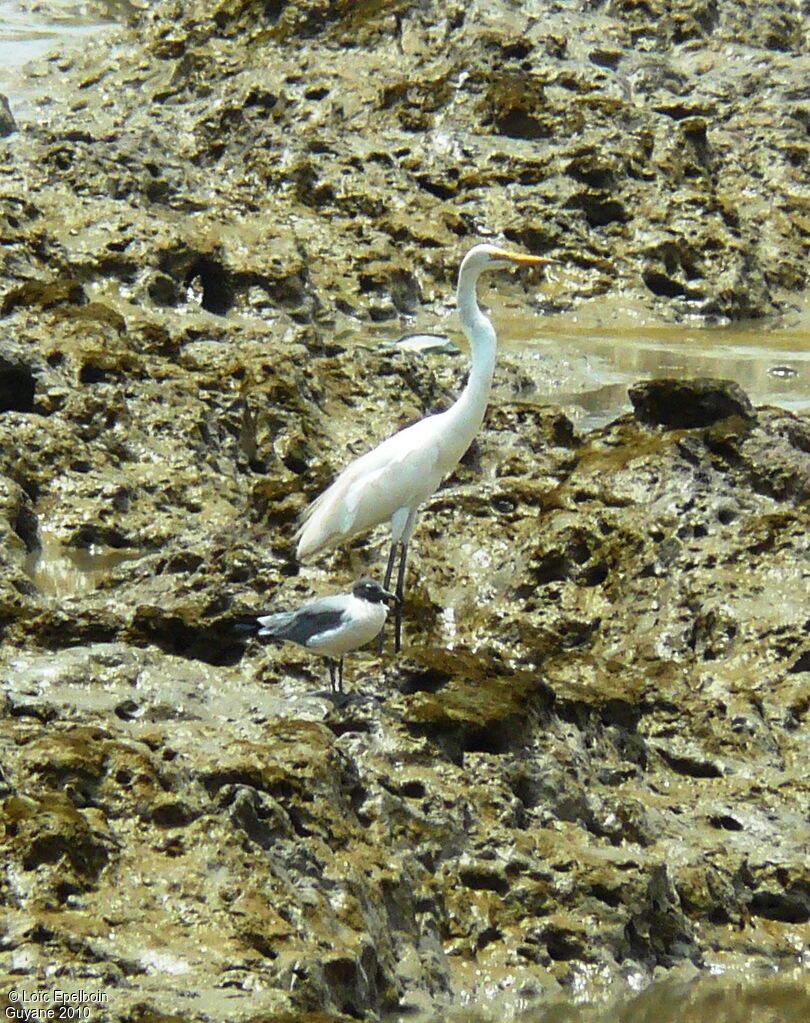 Grande Aigrette