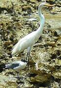 Grande Aigrette