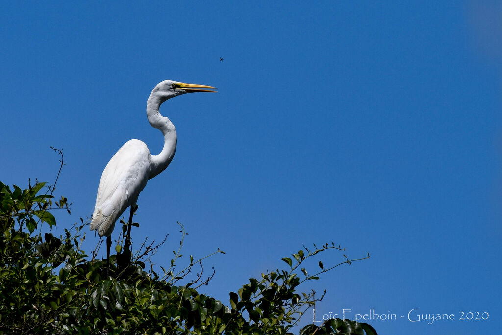 Grande Aigrette