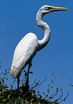 Grande Aigrette