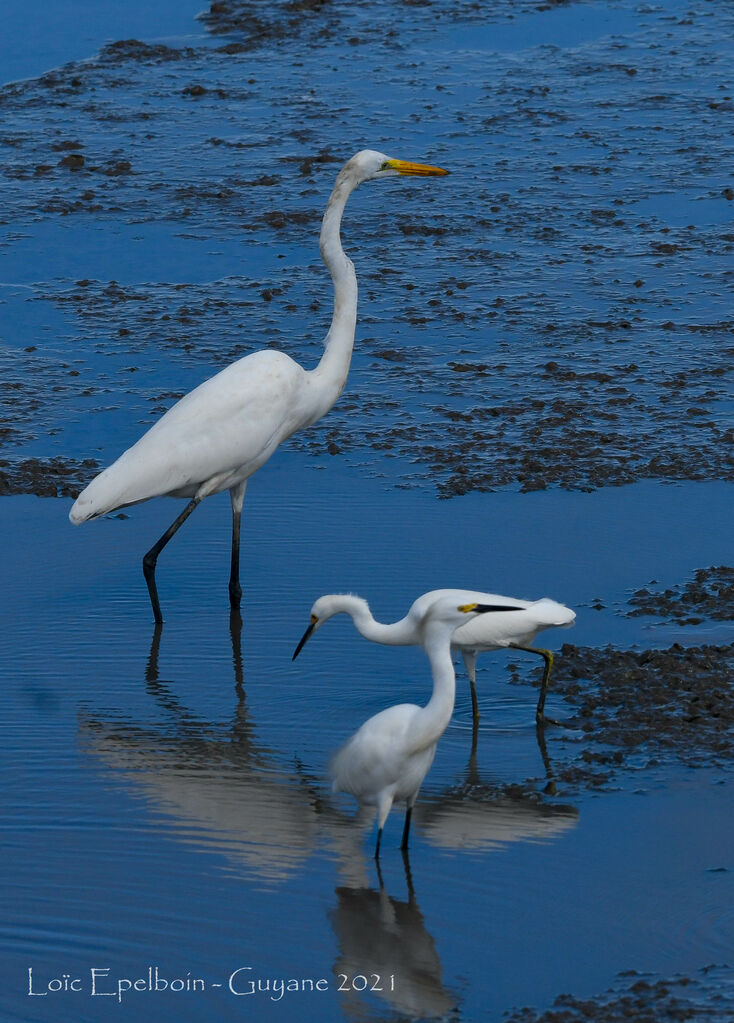 Grande Aigrette