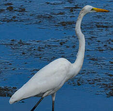 Grande Aigrette