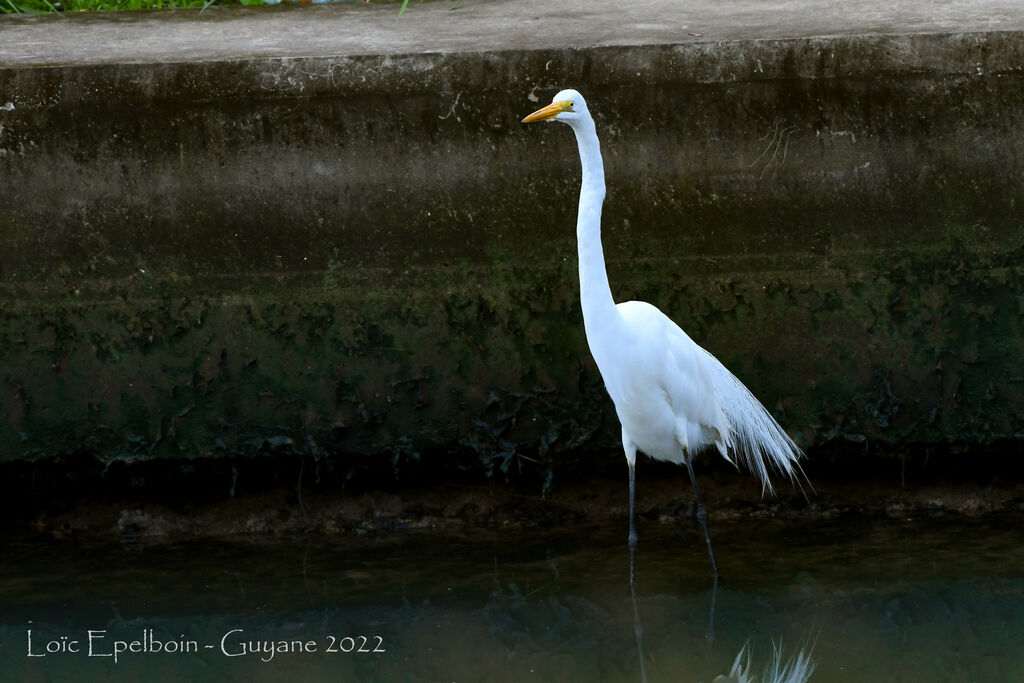Grande Aigrette