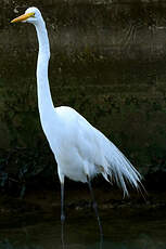 Grande Aigrette