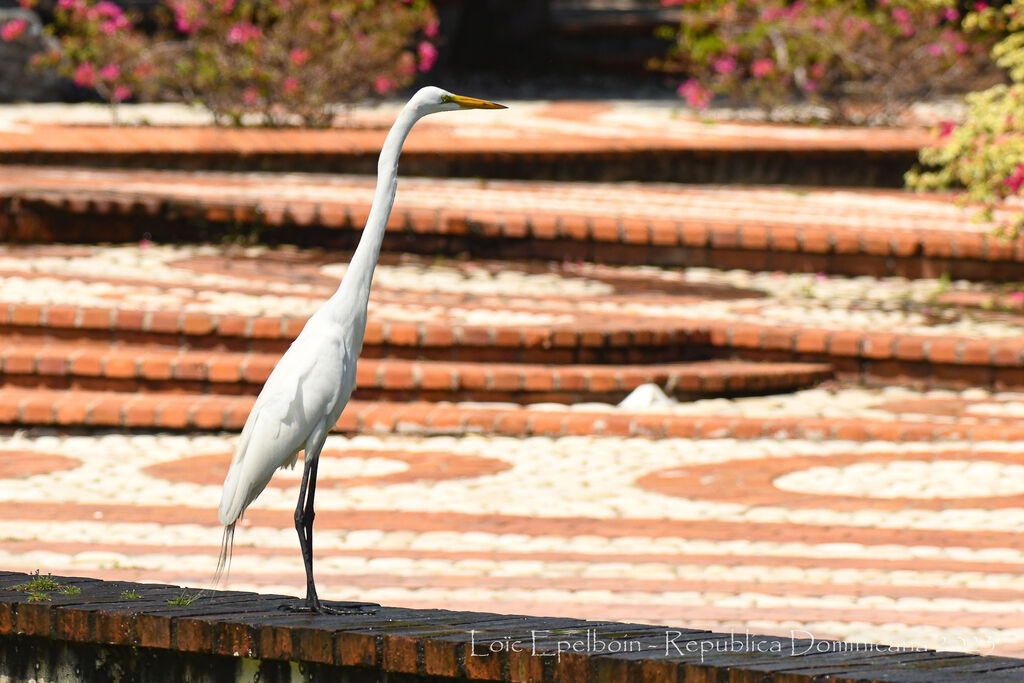 Grande Aigrette