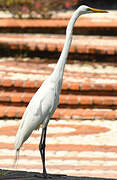 Grande Aigrette