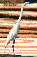 Grande Aigrette