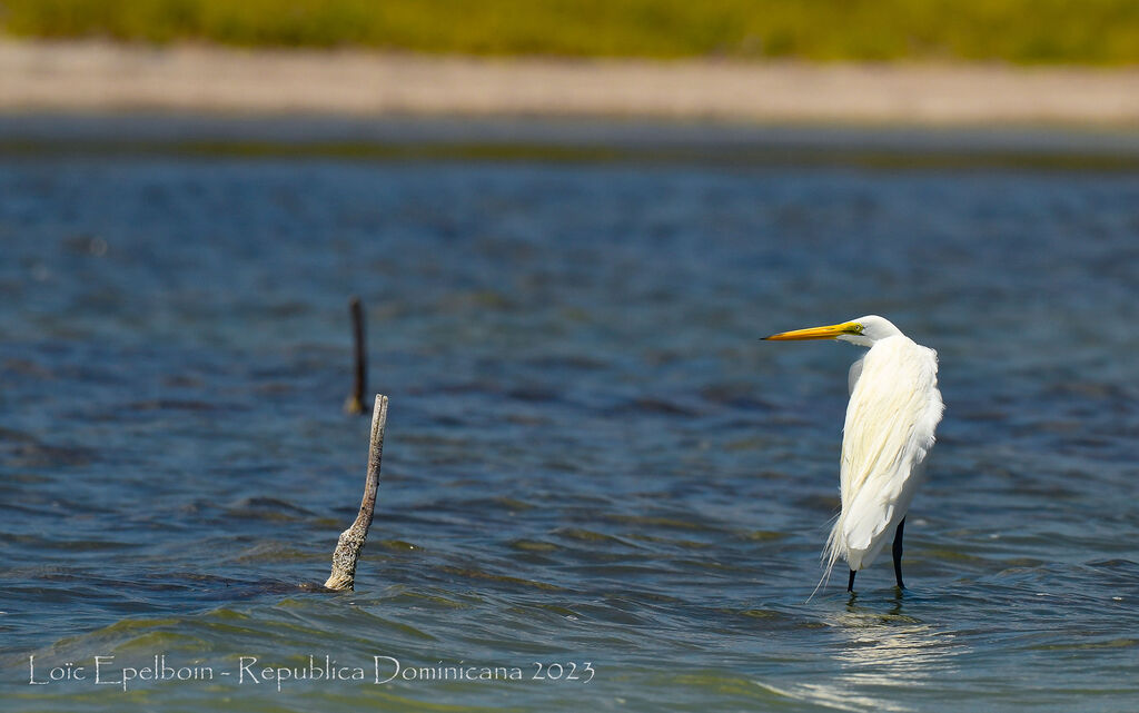 Grande Aigrette