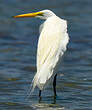 Grande Aigrette