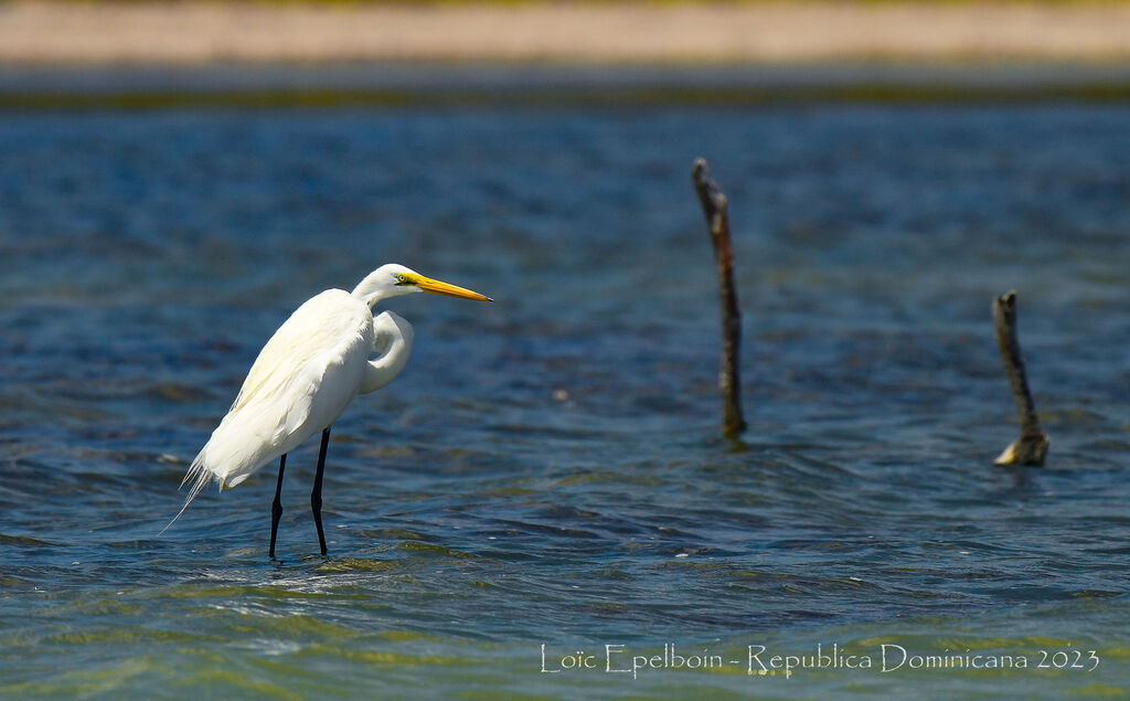 Grande Aigrette