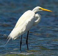 Grande Aigrette