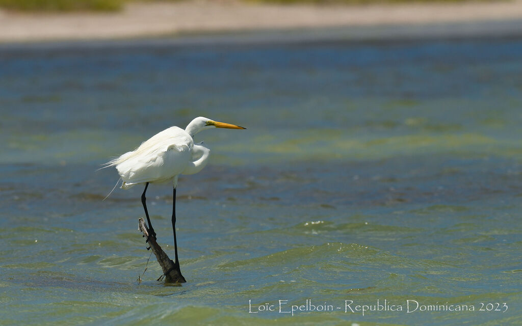 Grande Aigrette