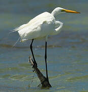 Grande Aigrette