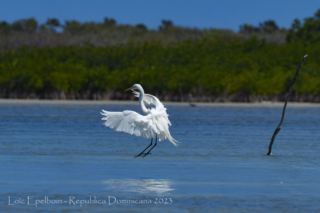 Grande Aigrette