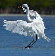 Grande Aigrette