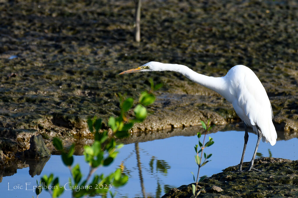 Grande Aigrette