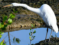 Grande Aigrette