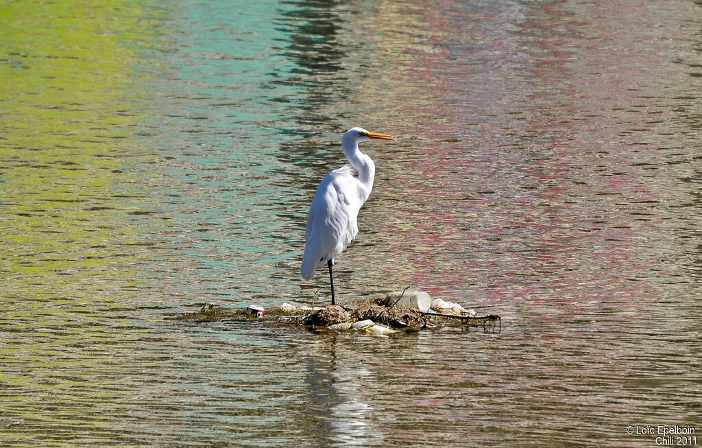 Grande Aigrette