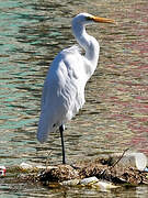 Grande Aigrette