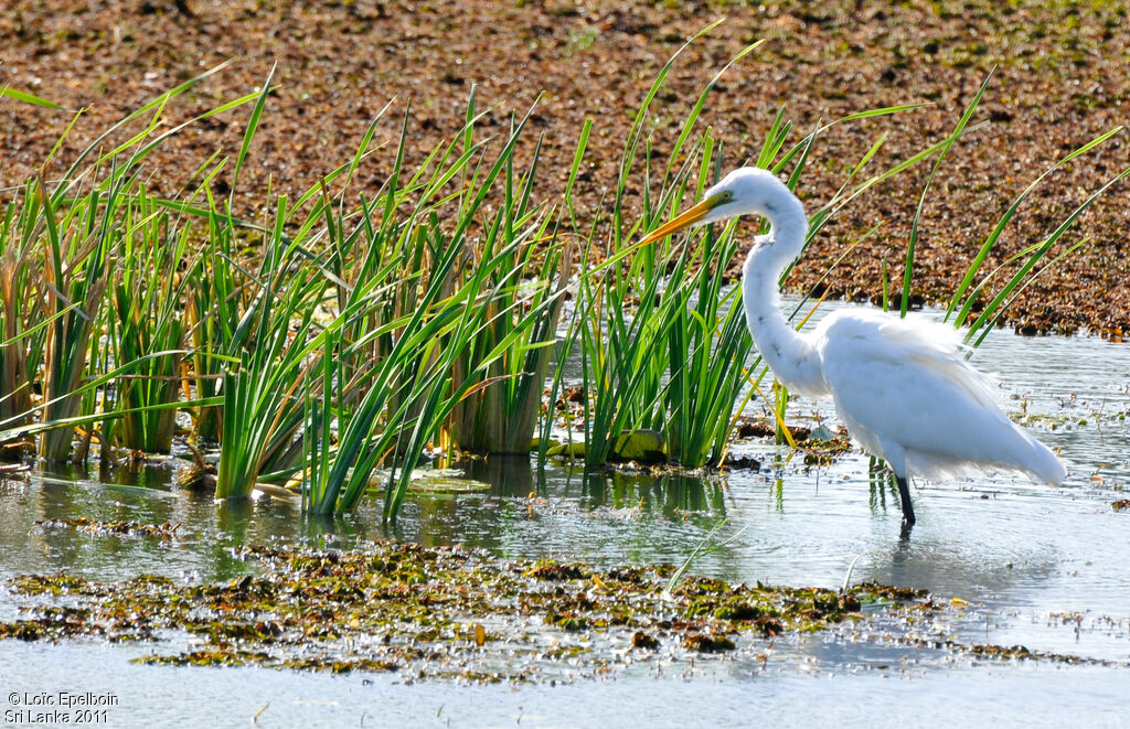 Grande Aigrette