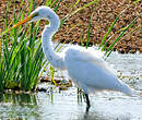 Grande Aigrette