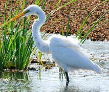 Great Egret