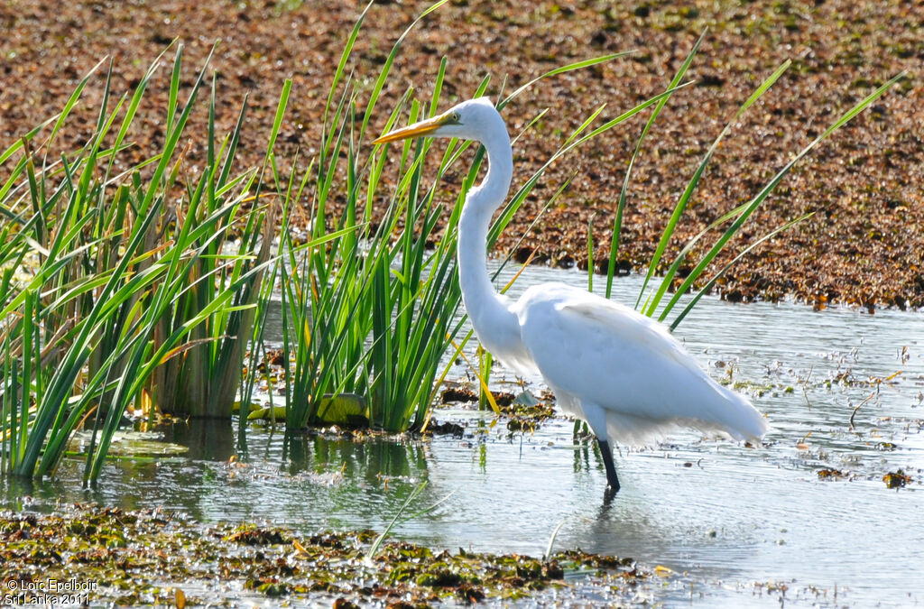 Grande Aigrette