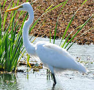 Grande Aigrette