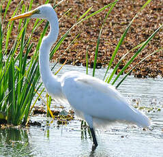 Grande Aigrette