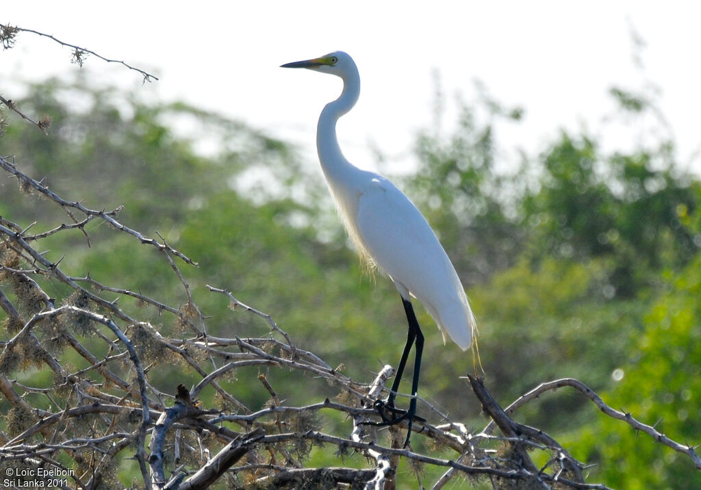 Grande Aigrette