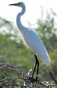 Grande Aigrette