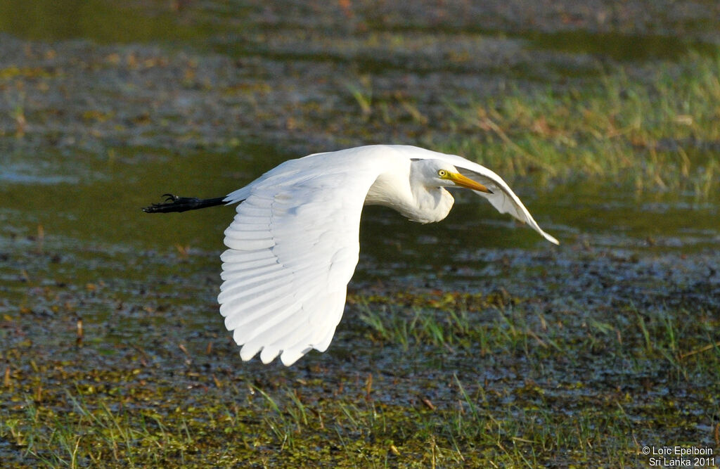 Grande Aigrette