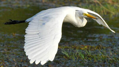 Grande Aigrette