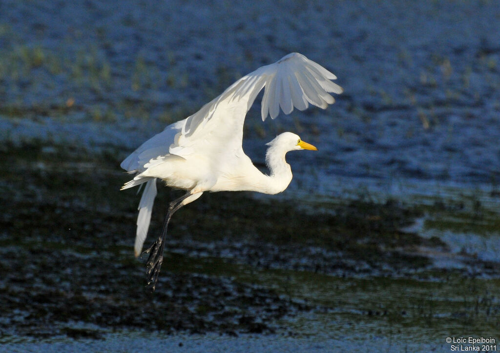 Grande Aigrette