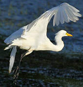 Grande Aigrette