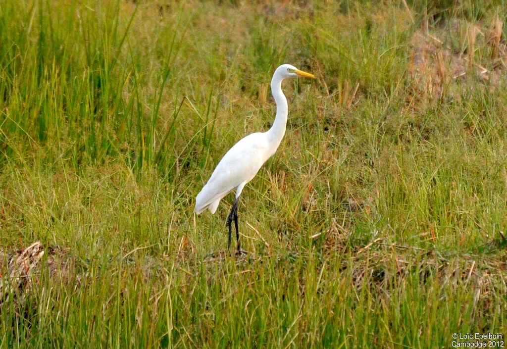 Grande Aigrette