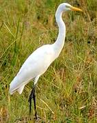 Grande Aigrette