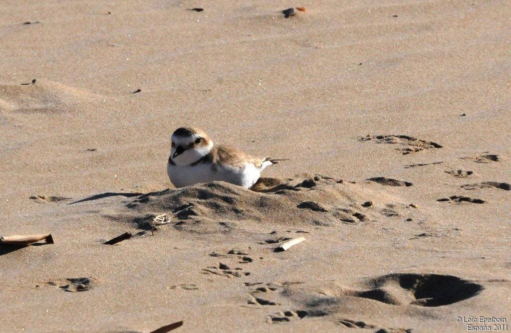 Kentish Plover