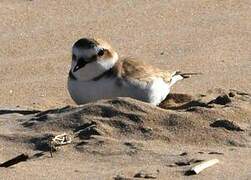 Kentish Plover