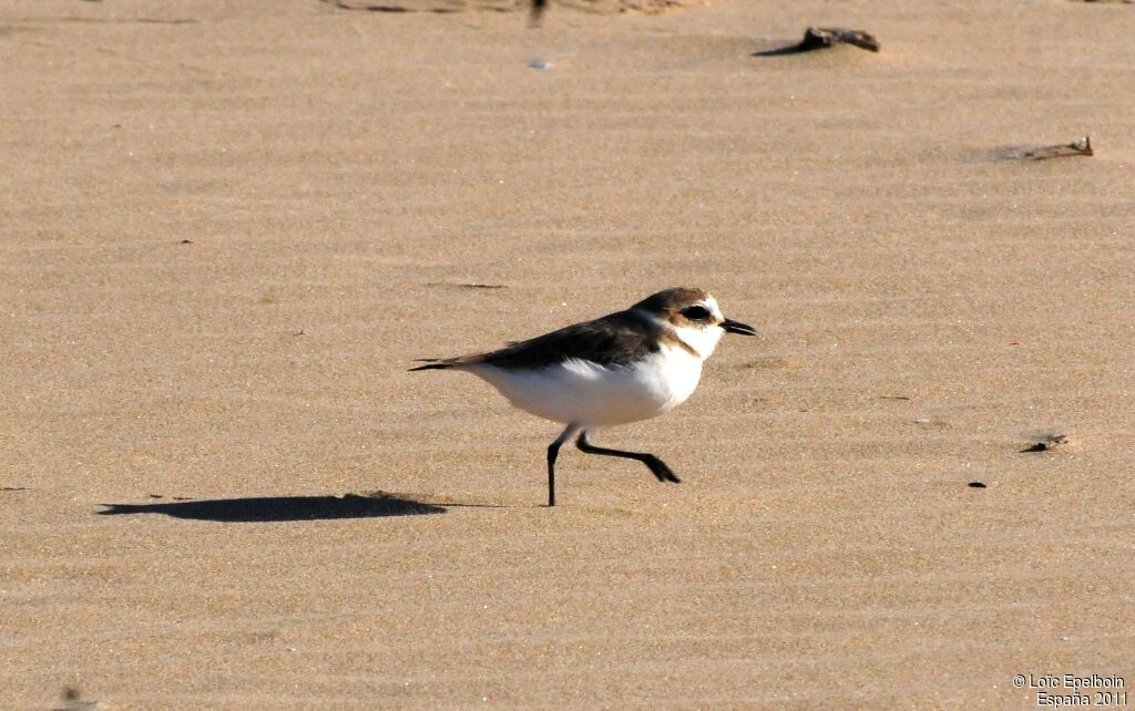 Kentish Plover