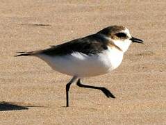 Kentish Plover