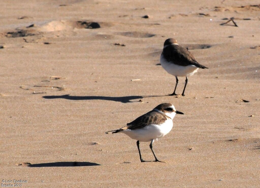 Kentish Plover