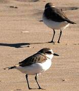 Kentish Plover