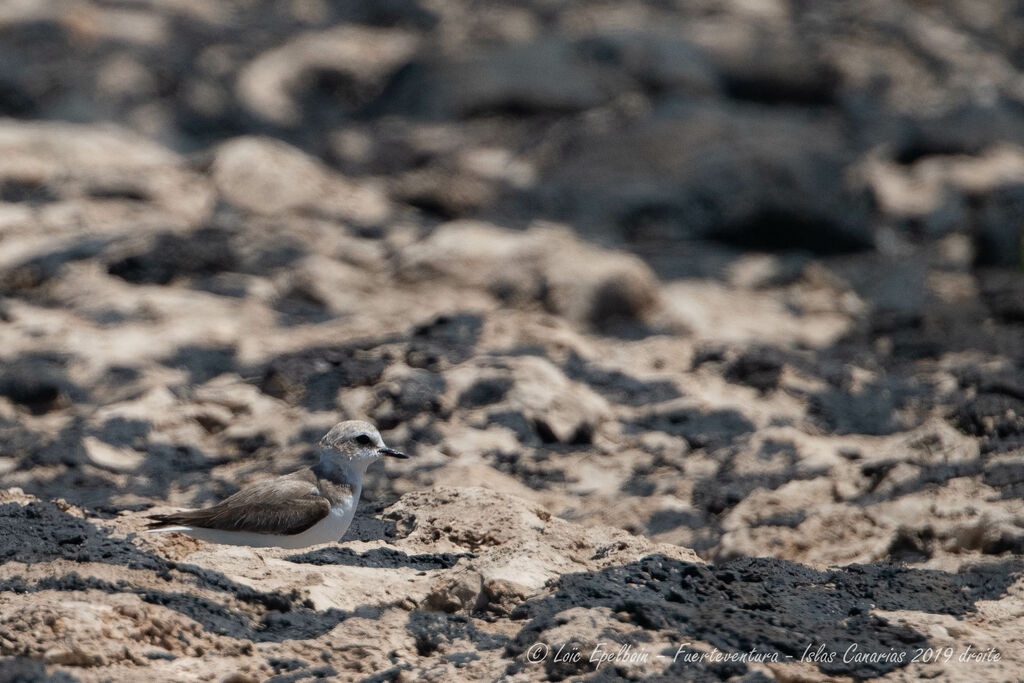 Kentish Plover