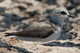 Kentish Plover