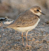 Collared Plover