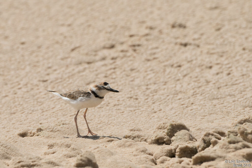 Collared Plover